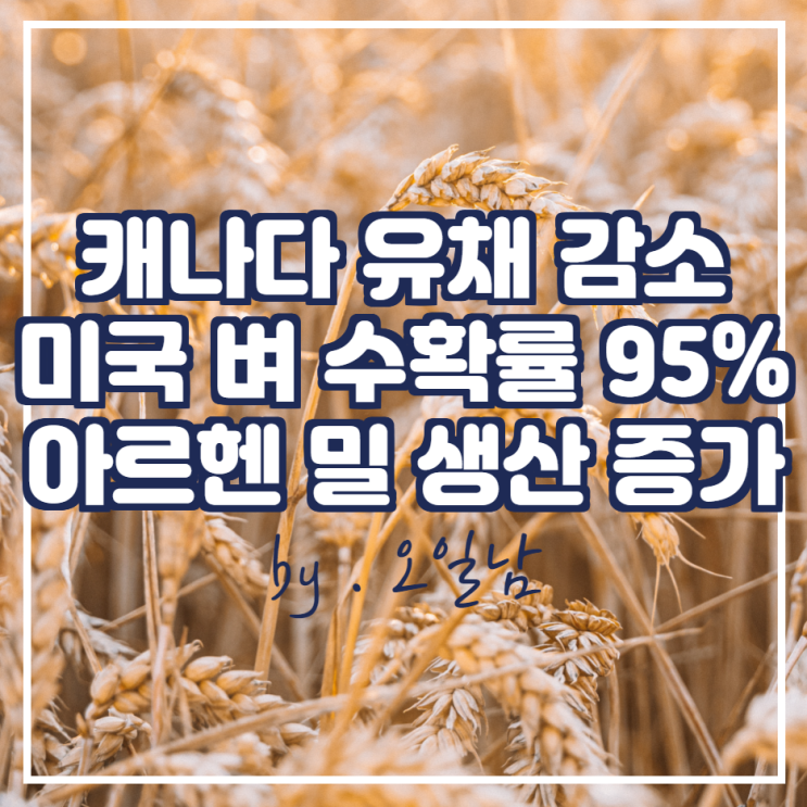 캐나다 유채 생산 감소, 미국 벼 수확률 95%, 아르헨 밀 생산 60만톤 증가