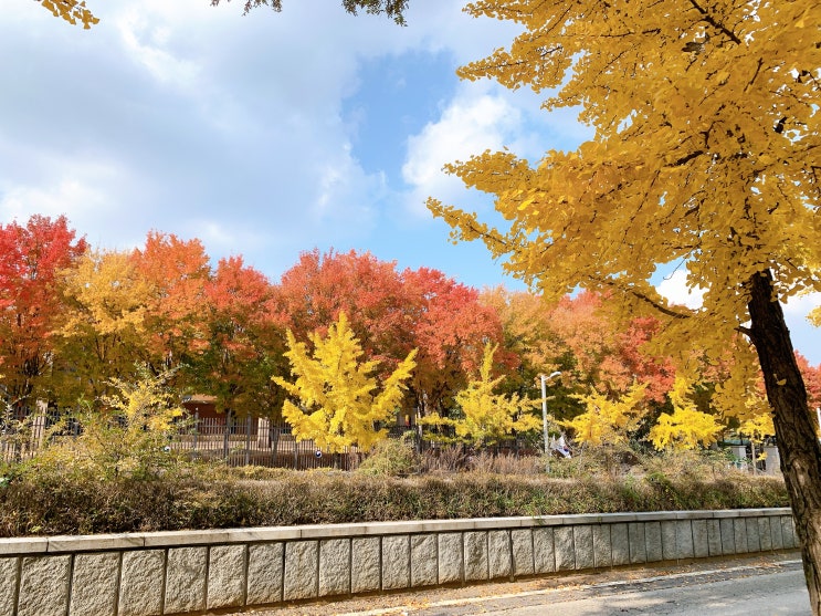  [과천산책] 단풍 절정 과천 둘러보기