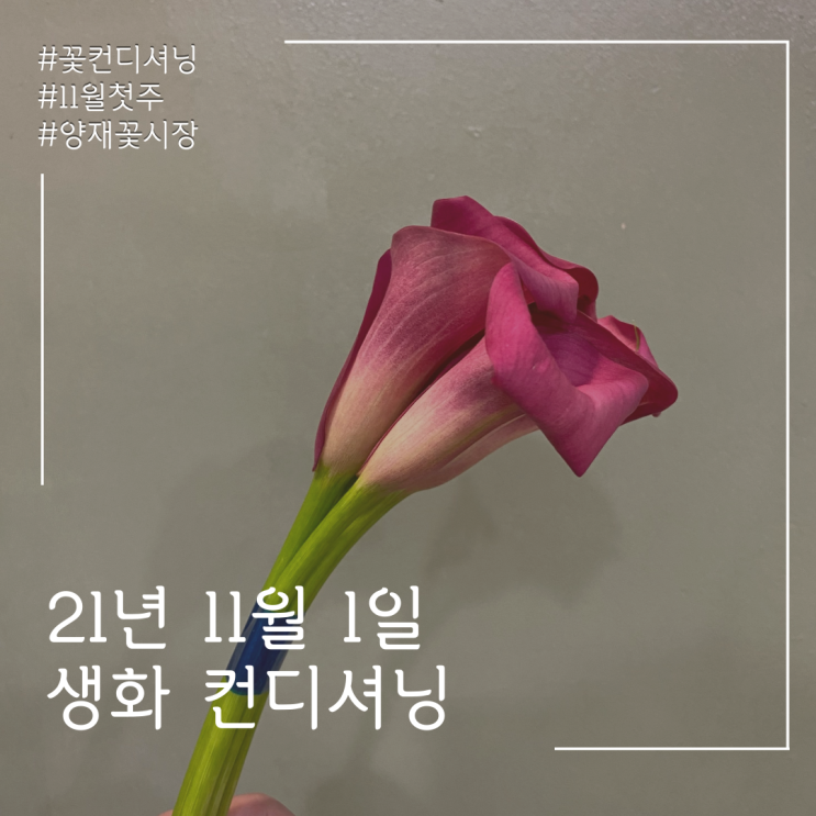  21년 11월 1일 생화 컨디셔닝! 꽃정리