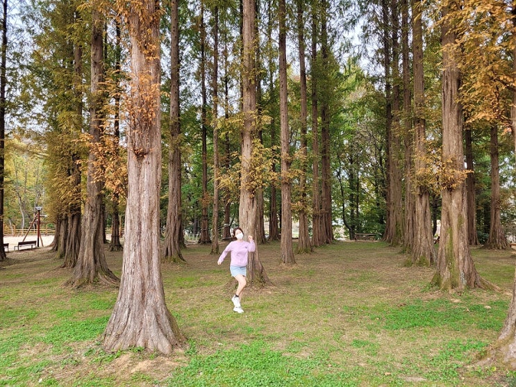 대전 메타쉐콰이어 숲 요기도 있어요 노루벌적십자생태원