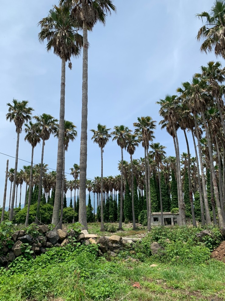  제주3
