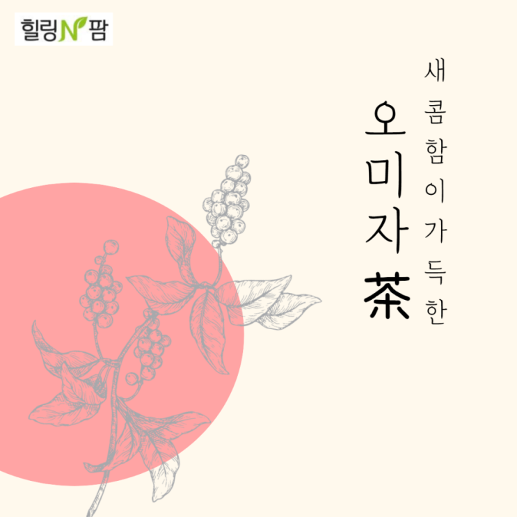  [홈카페] 오미자차(원기회복, 열액순환, 혈류개선, 피로회복, 면연력 강화, 오미자)