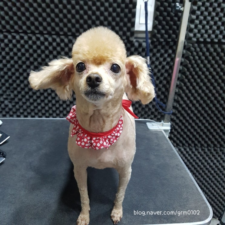  10년째 반려인으로 살면서