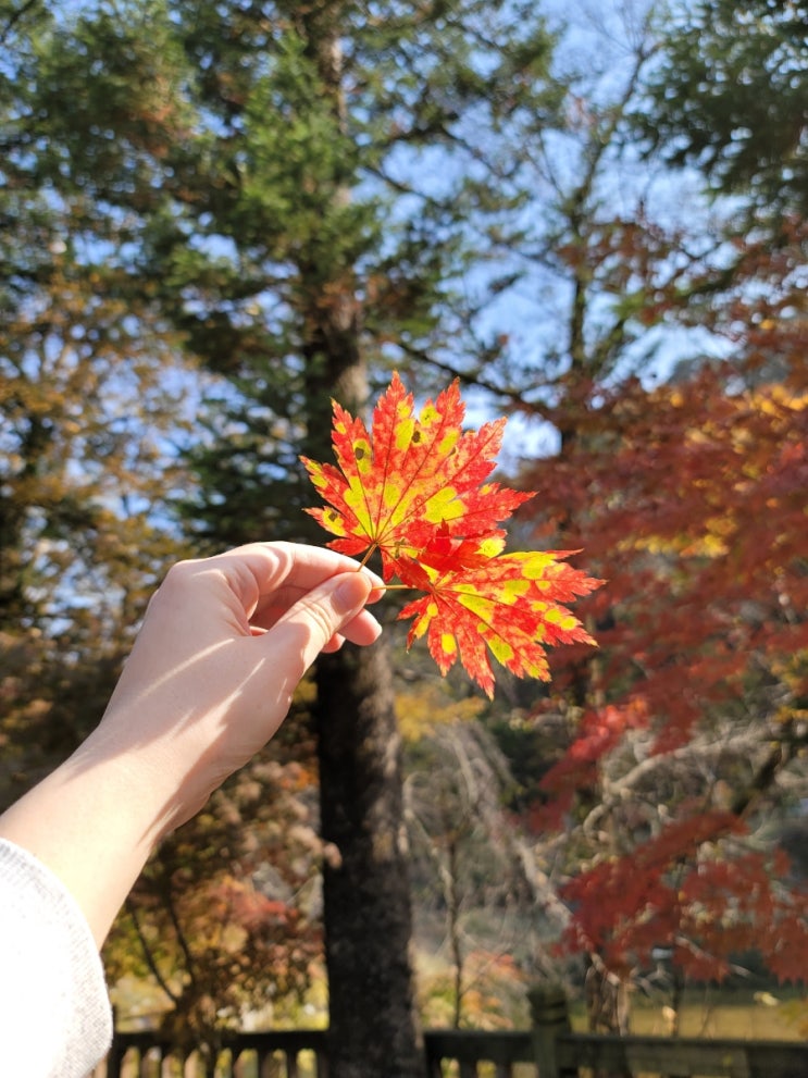  오대산 월정사 전나무숲길, 연인과 걷기 좋은 곳 (애견동반X)