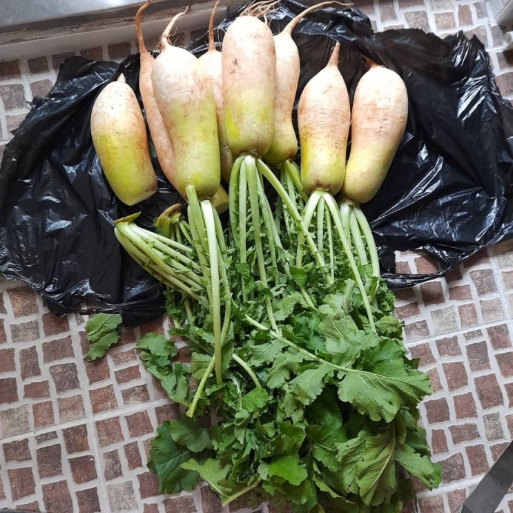  요즘제철인 솎음무로 맛있는김치담기~