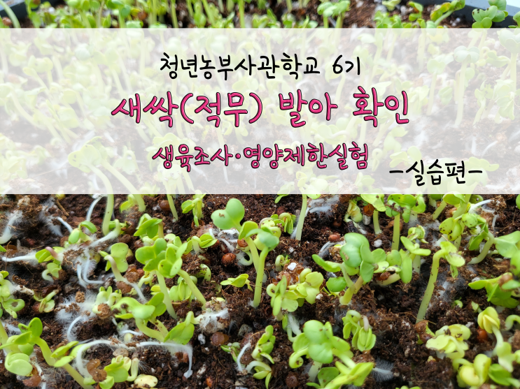  새싹(적무) 발아 확인!!_(생육조사, 영양제한실험)_211102