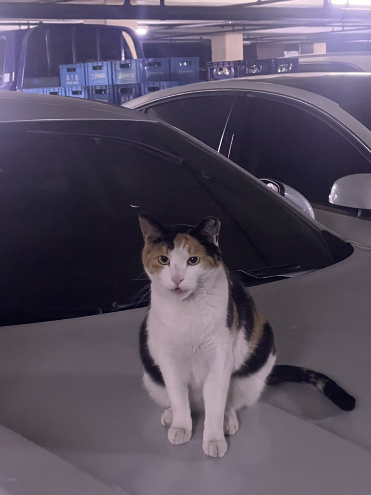  꼬질꼬질냥이들 펫티슈로 닦아줌. 검정색 물티슈 보러 오세요