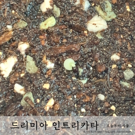  드리미아 인트리카타 시조바시스 파종하는 방법과 발아