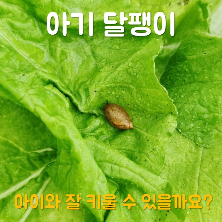  아이와 달팽이 키우기? 저희 집에 아기 달팽이가 왔어요!