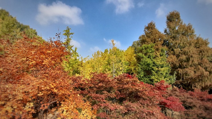 가을 정취가 완연한 서울숲 11월 2일 모습