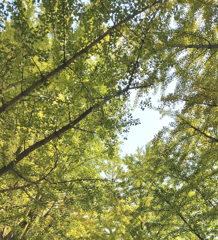  천안근교 아산 곡교천 은행나무길 산책하기 좋아요