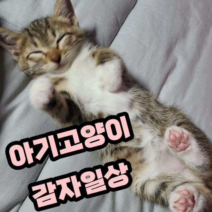 길냥이 에서 집냥이로 감자의 일상 & 고양이에게 해로운 식물