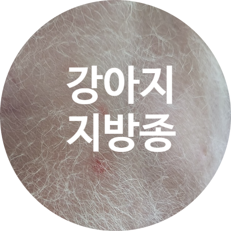  강아지 지방종 괜찮을까요?