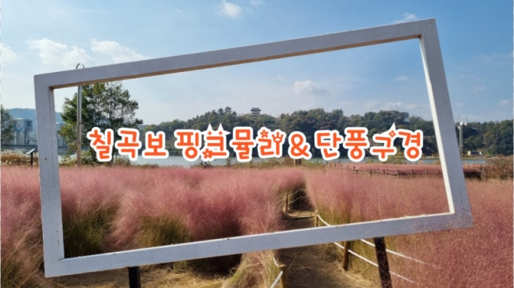  구미가볼만한곳 칠곡가볼만한곳 가을단풍구경, 칠곡보 단풍구경, 핑크뮬리 명소