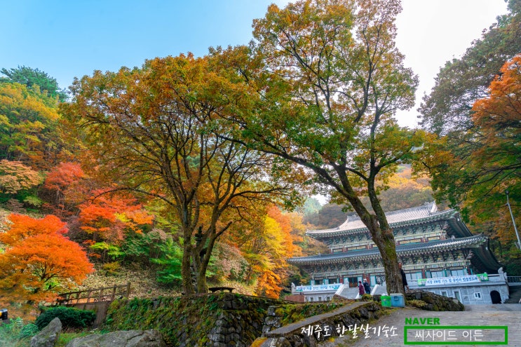  천왕사 단풍절정(2021.11.1)[제주 한달살기 숙소 SE]