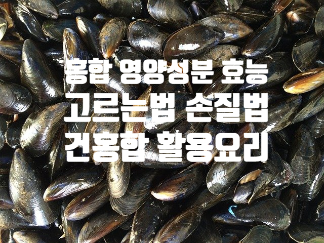  홍합의 영양성분 효능 (ft. 고르는 법 손질 보관 방법) 건홍합 활용 요리 밥 만드는 방법