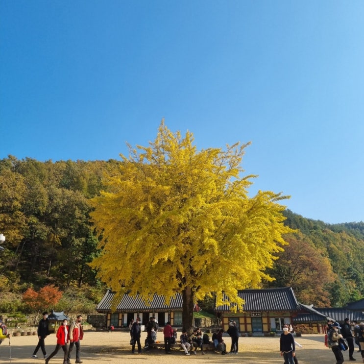 주왕산 단풍절정시기 및 등산코스 10월 31일 사진, 주차장 꿀팁!