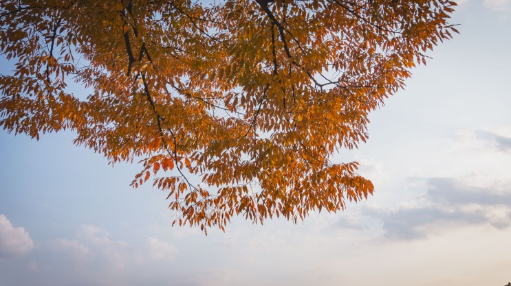 창경궁의 가을: 느티나무와 회잎나무