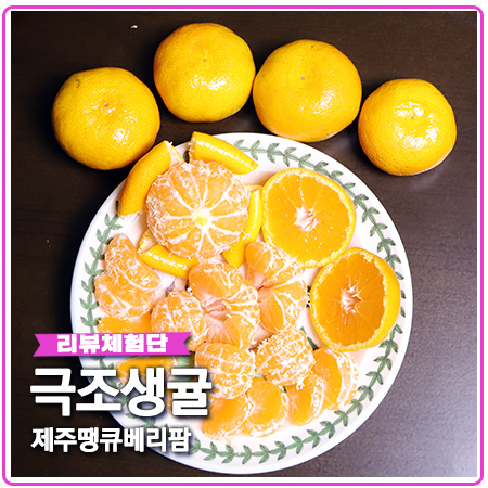 극조생귤 제주 땡큐베리팜에서 노지감귤 택배 극조생귤 제주 땡큐베리팜에서 노지감귤 택배
