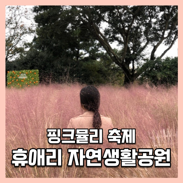  [제주도/서귀포시] 휴애리 핑크뮬리축제 다녀왔어요!
