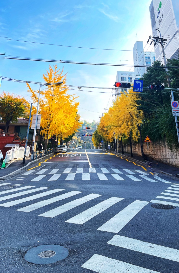  11월 3일 수요일 가을사진