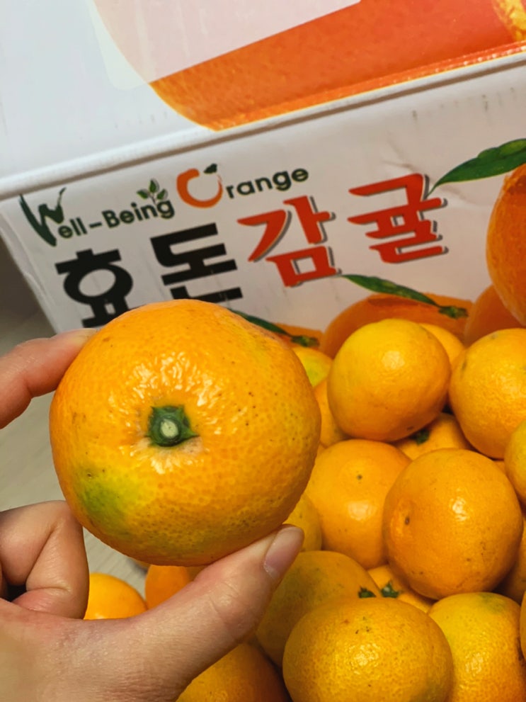  감귤의 계절c - 제주도에서 왔는데 하나도 안 터졌다! (귤 신선하게 보관하는 법!)