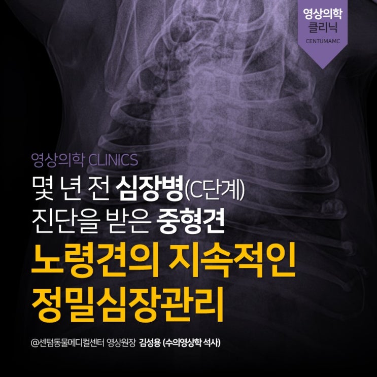  몇년 전 심장병 C단계 진단 <노령견의 지속적인 정밀심장관리> (부산 동물병원 센텀동물메디컬센터, 신장관리)