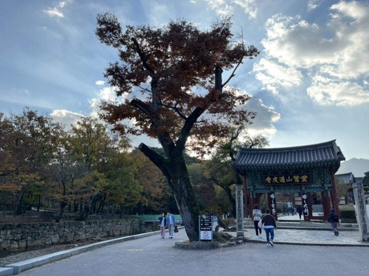  양산 통도사 구경 (Feat.국화전시 2021.10.31~11.14)