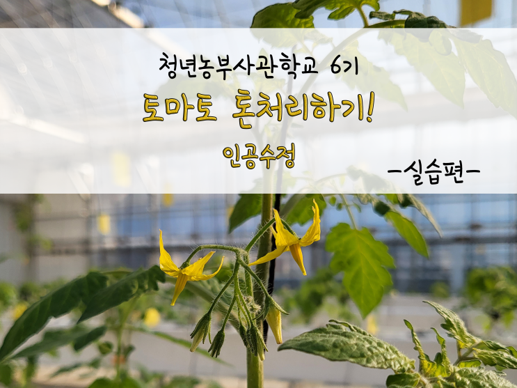  토마토 톤처리하기!(인공수정)_211103