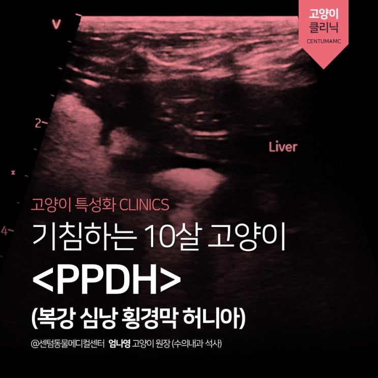  기침하는 10살 고양이 <PPDH> (복강 심낭 횡경막 허니아) (부산 수영 연제 고양이 친화병원, 센텀동물메디컬센터)