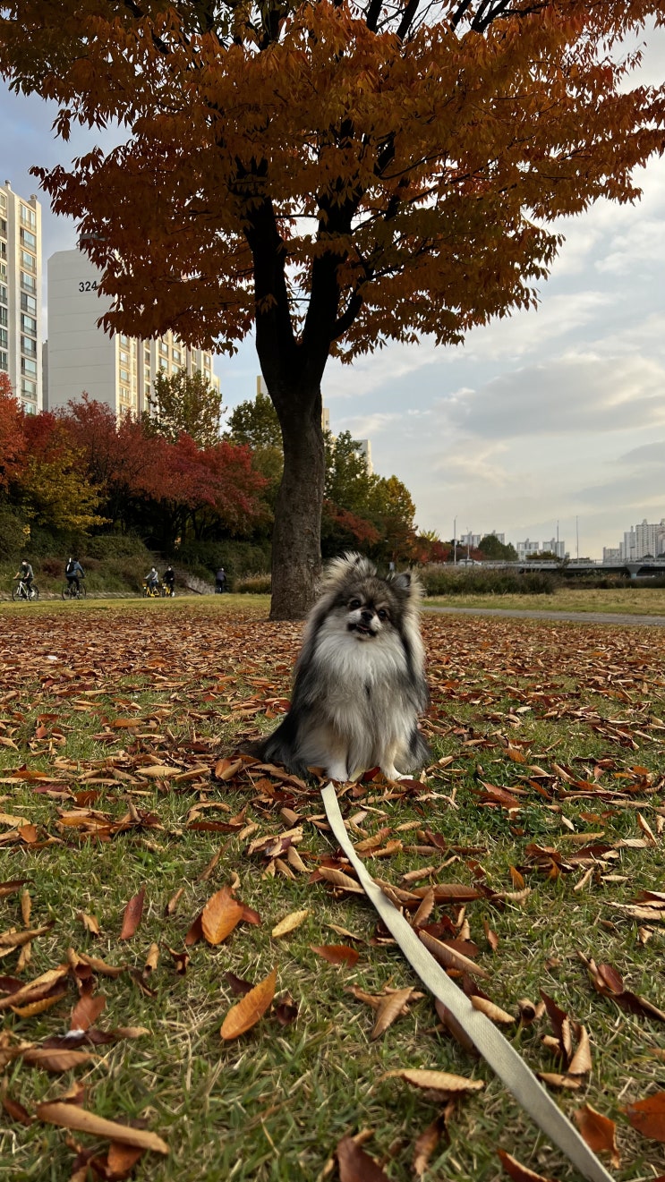  꾸꾸와 산책은 언제나 즐거운거 같아요