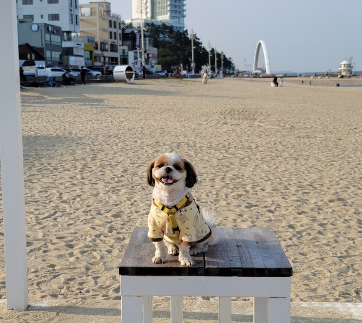 강릉 강문해변 애견동반, 소나무 숲이 멋진 힐링 산책 코스