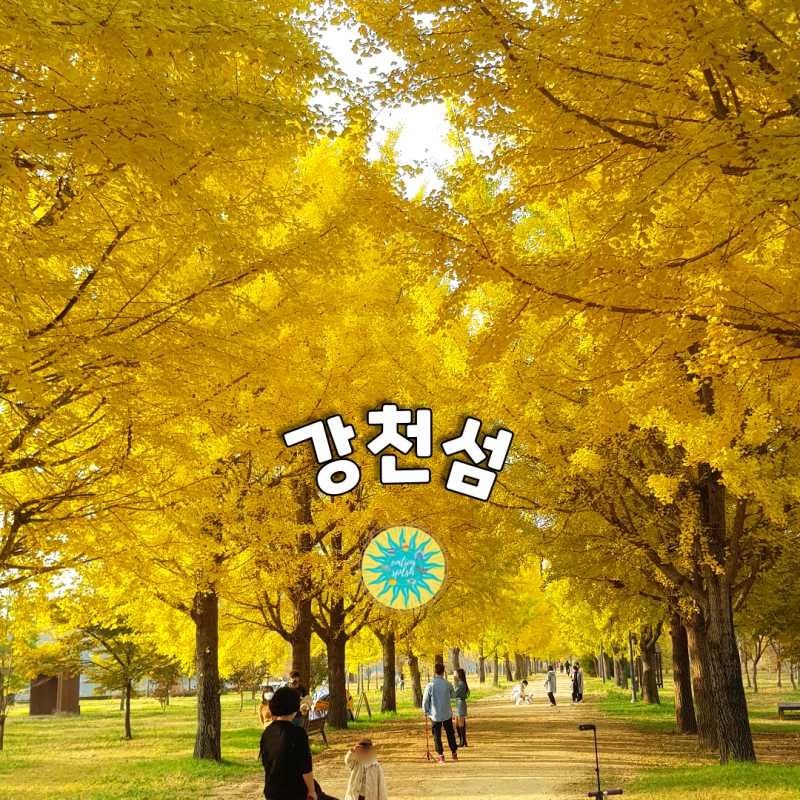 경기도 여주 단풍 명소 '강천섬' 은행나무길/원주 반계리 은행나무/카페 여주/우륵갈비 솔직후기 : 네이버 블로그
