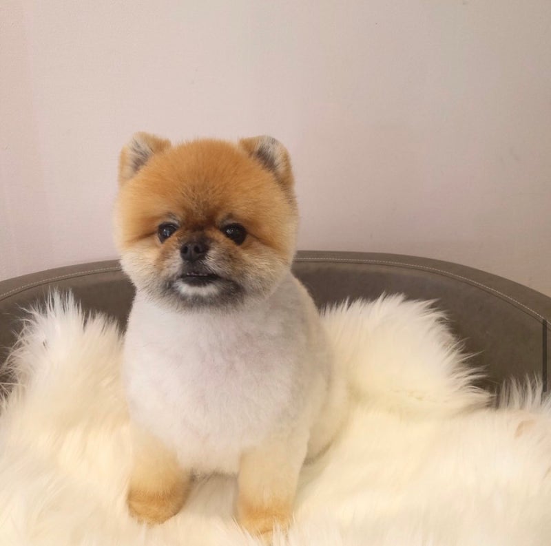 퍼피파우더룸