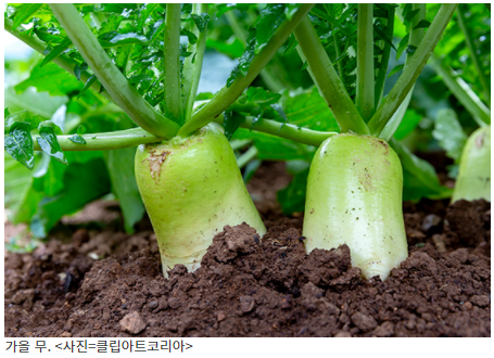  11월의 꼭 챙겨먹어야 할 영양소 만점, 제철 농산물을 알아보자!