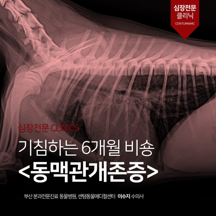  동맥관개존증(Patent Ductus Arteriosus, PDA) 케이스 (1) 진단과정 및 치료 선택 (부산 노령견 심장관리 동물병원, 센텀동물메디컬센터)