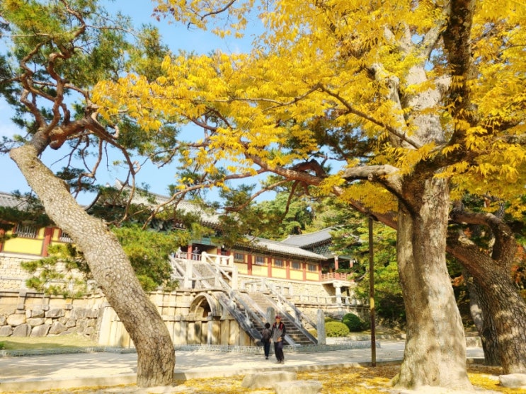  경주여행 1박2일코스 필수관광지 맛집투어 그리고 가을