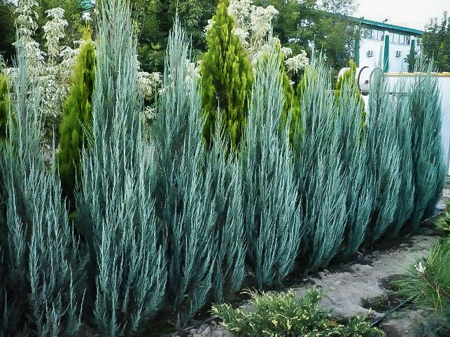  마음 속에 쏜살같이 들어온 눈부신 화살 블루애로우 키우기 How to Grow Blue Arrow juniper (feat 생명나무농장 카페)