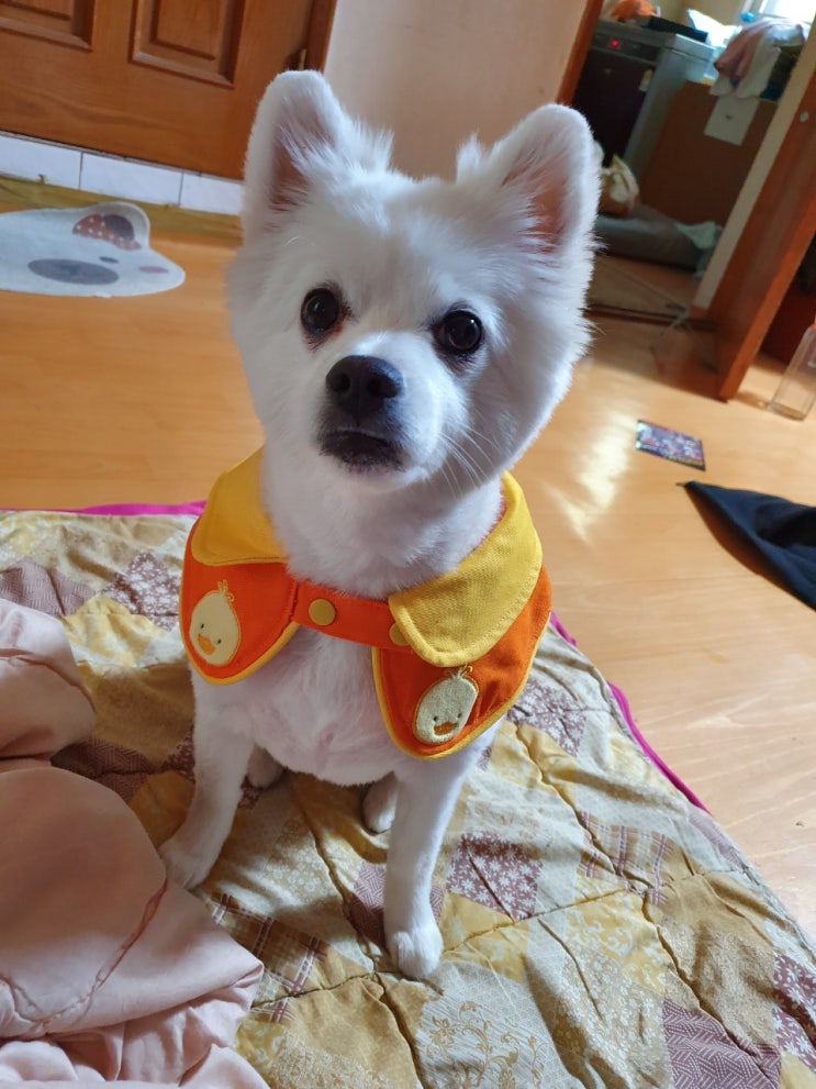  스피츠 강아지와 함께라서 행복해요 :)