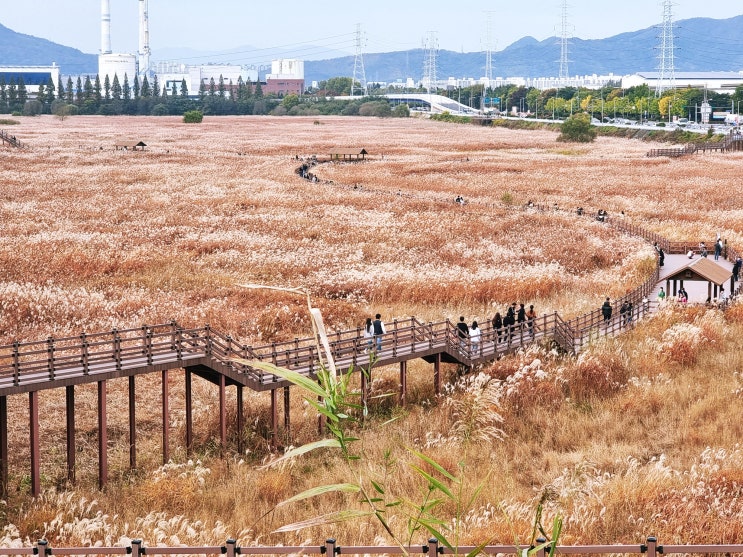  고령 은행나무숲 / 화원유원지 / 대명유수지