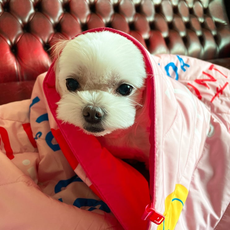  [2022 스타벅스 윈터 e프리퀀시] 조이풀 컴포터 핑크 패딩담요 수령기