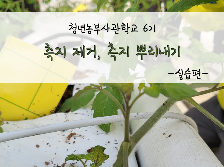  측지 제거하기, 측지 뿌리 내어보기_211104