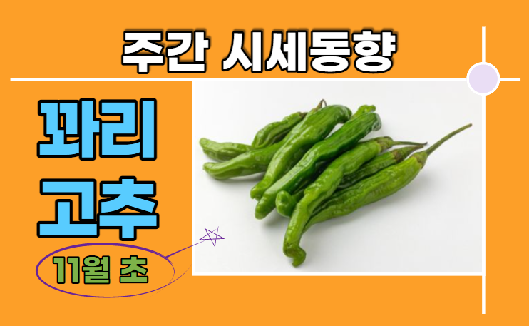  [경매사 주간보고] 11월 초 꽈리고추 경매동향은 어때요?