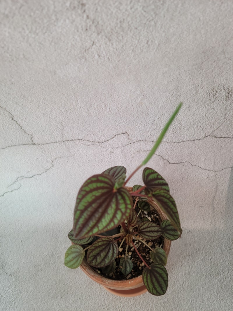 식물 인사 페페로미아 피콜로반다페페 키우기 : 네이버 블로그