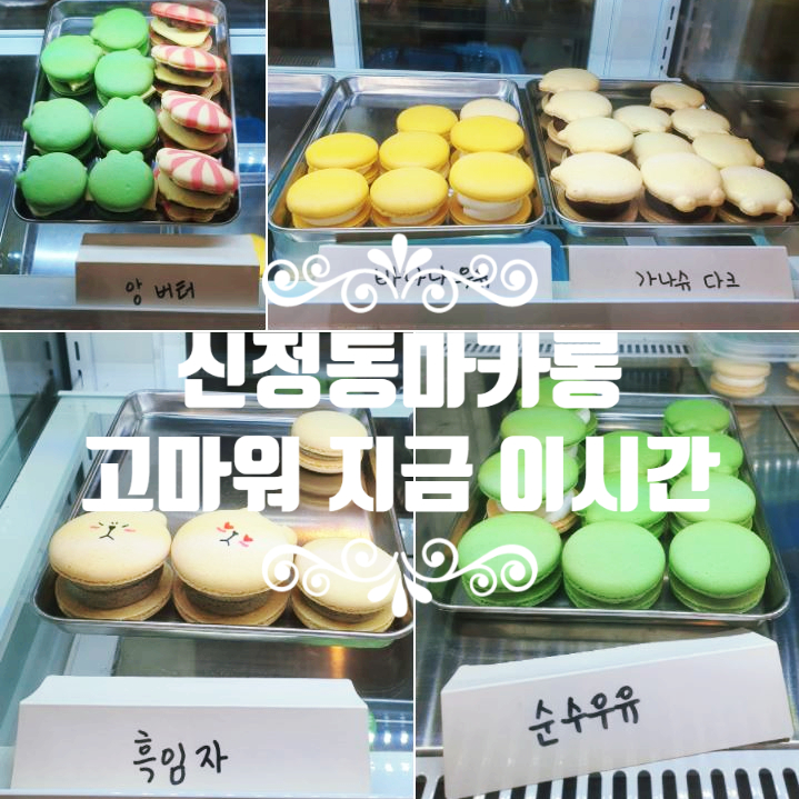  신정동마카롱/ 목동역마카롱 [고마워, 지금 이시간] 가성비 좋고 이쁜 수제마카롱 맛집 :)