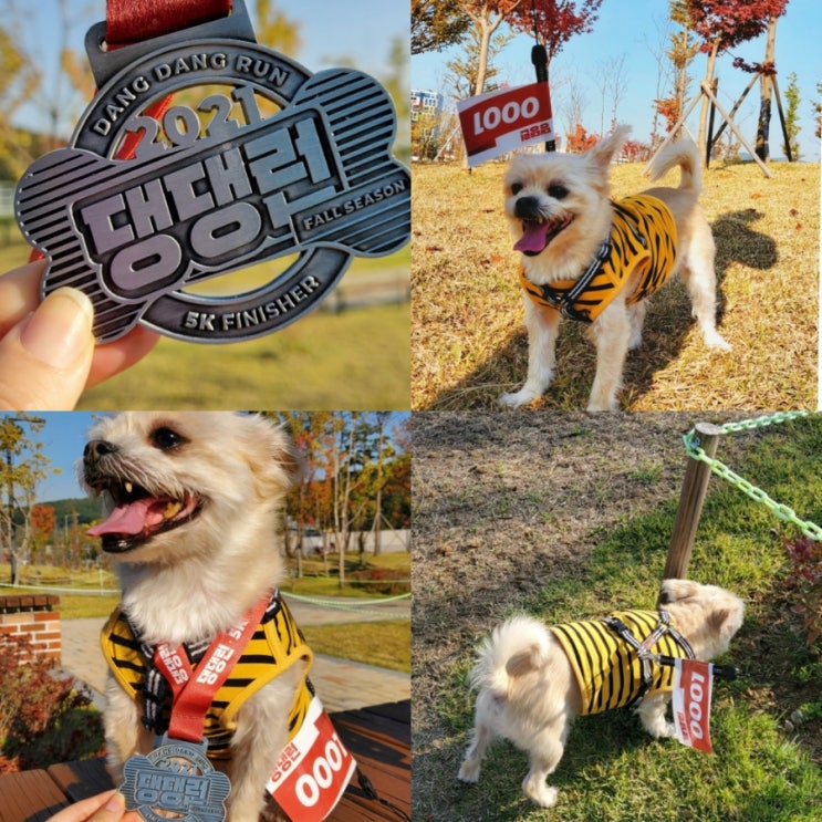  강형욱마라톤 '2021 댕댕런' 참여했어요 까치야 달려달려~ (feat.사료기부)