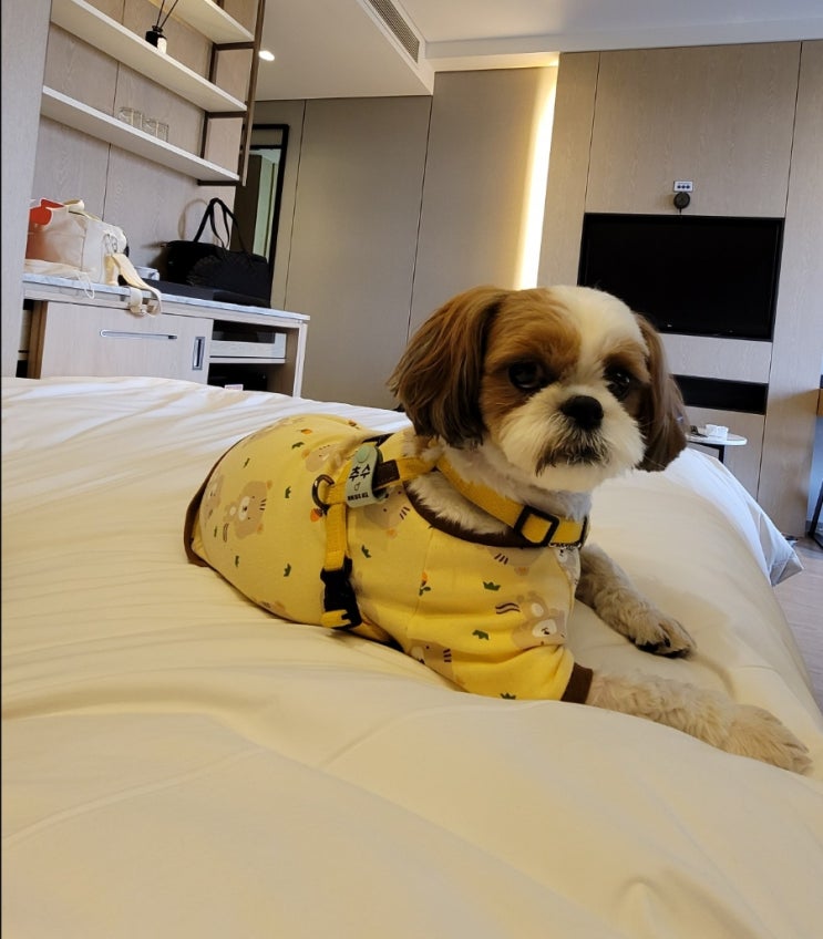  강릉 세인트존스호텔 애견동반, 강아지에게 친절했던 곳