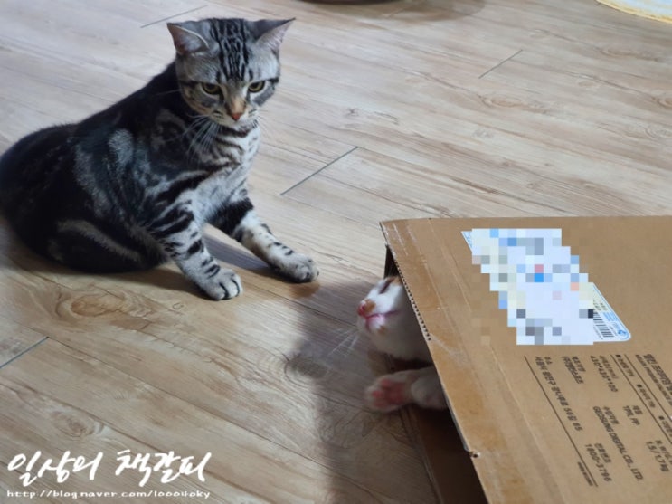  <2인2묘 라이프> 2021. 11. 3. 미워할 수 없는 애교쟁이 장꾸 밤비