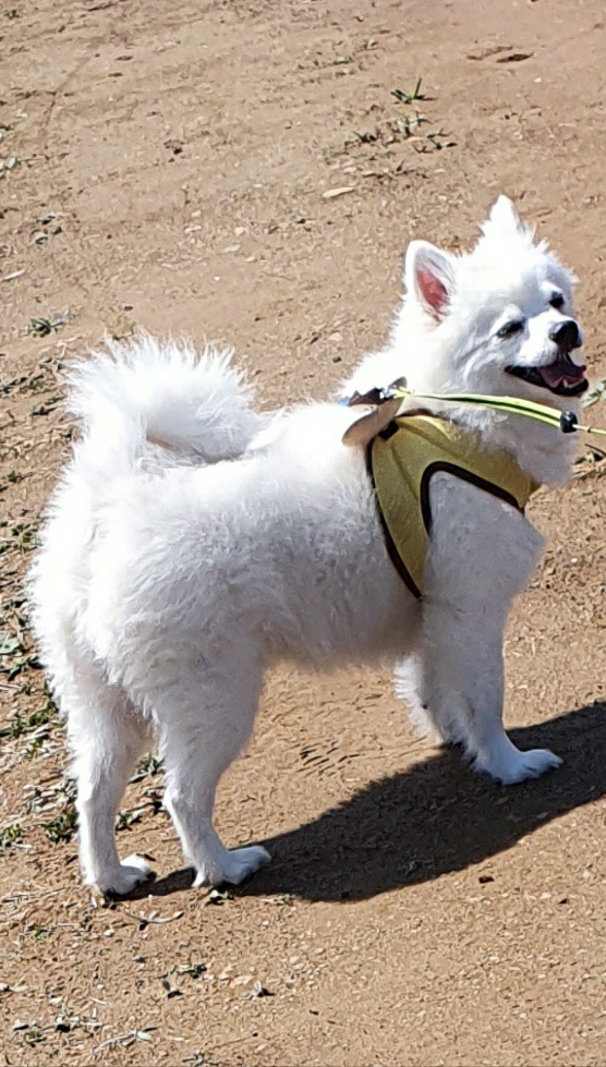 강아지 산책훈련 까다로운 스피츠 교육하기 :)
