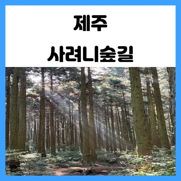 제주도 사려니숲길 붉은오름 입구 걷기 좋아요